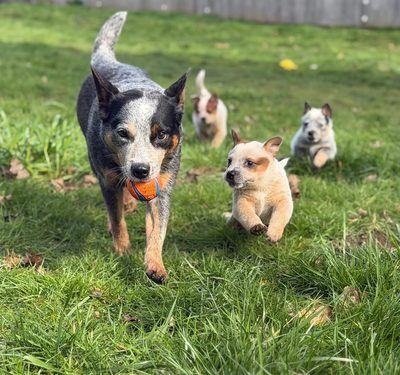 Breeder Pics
