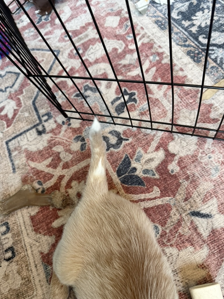 Ruby's white-tipped tail