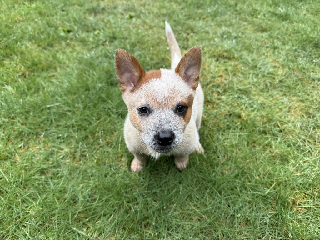 Ruby sitting outside looking at the camera